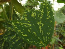 Organensis Petropas